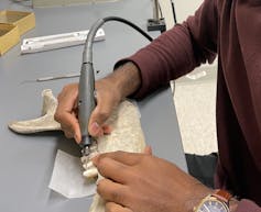 dental drill in hands near an animal jawbone