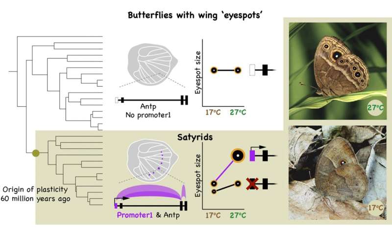 NUS study: A simple DNA switch helps tropical butterflies change wing patterns with the seasons