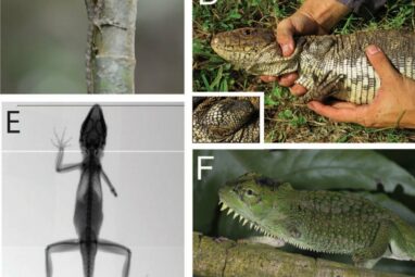 3-legged lizards can thrive against all odds, challenging ...