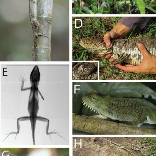 3-legged lizards can thrive against all odds, challenging ...