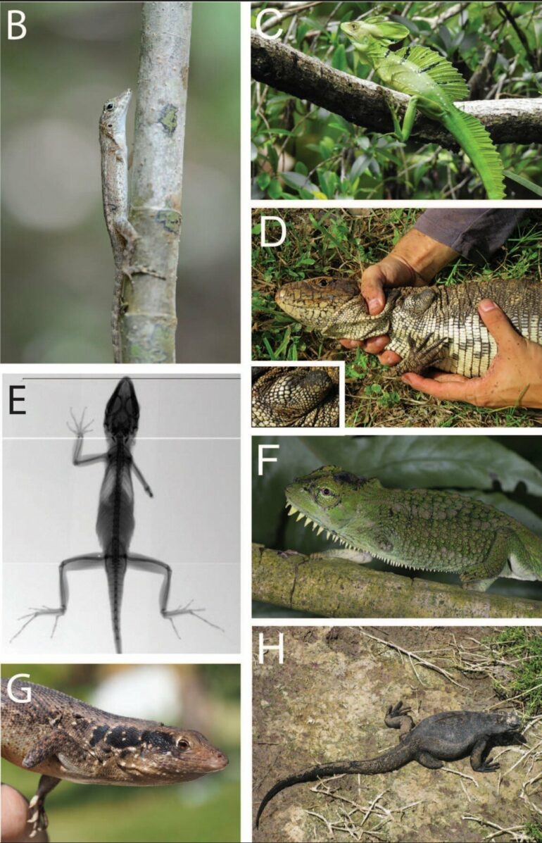 3-legged lizards can thrive against all odds, challenging ...