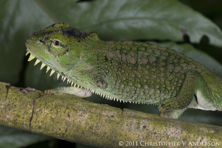 A hefty green lizard with a noticeable mark where it's left 'arm' would have been poses on a tree branch