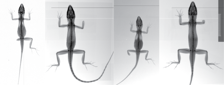 4 side by side X-ray images in black and white of small lizards each missing a limb