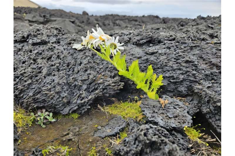 New study overturns long-held assumptions about how plants spread to islands