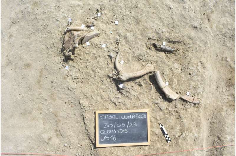 Early humans butchered elephants using small tools and made big tools from their bones