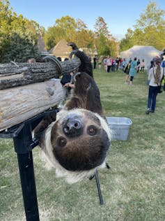 animal hanging from a branch looks upside down at the camera
