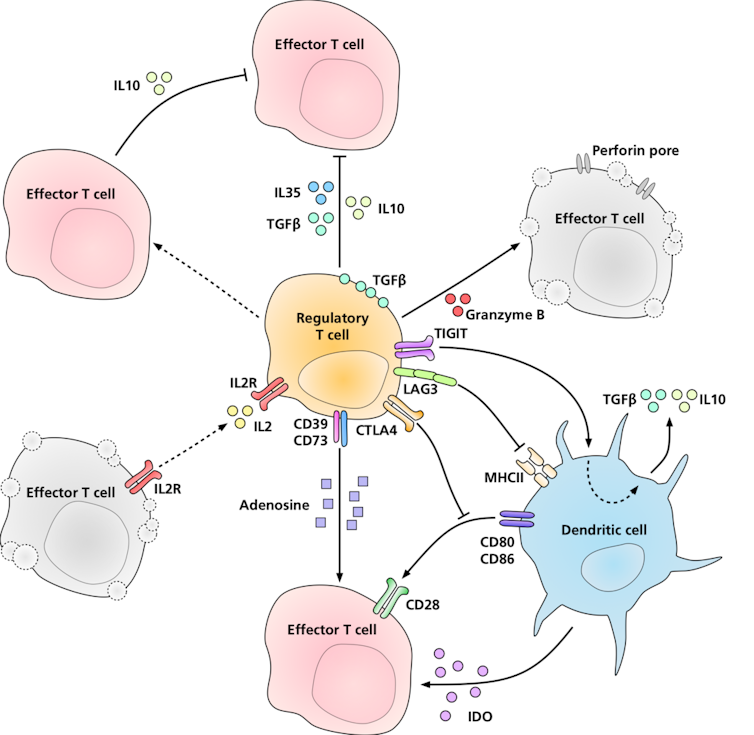 Diagram showing Tregs interacting with effector T cells and dendritic cells through various signaling molecules