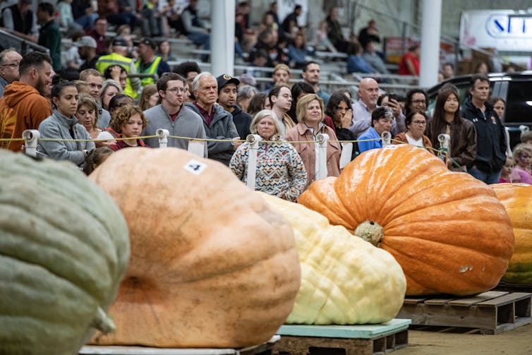 A crowd of people look at five large pumpkins lined up on small platforms