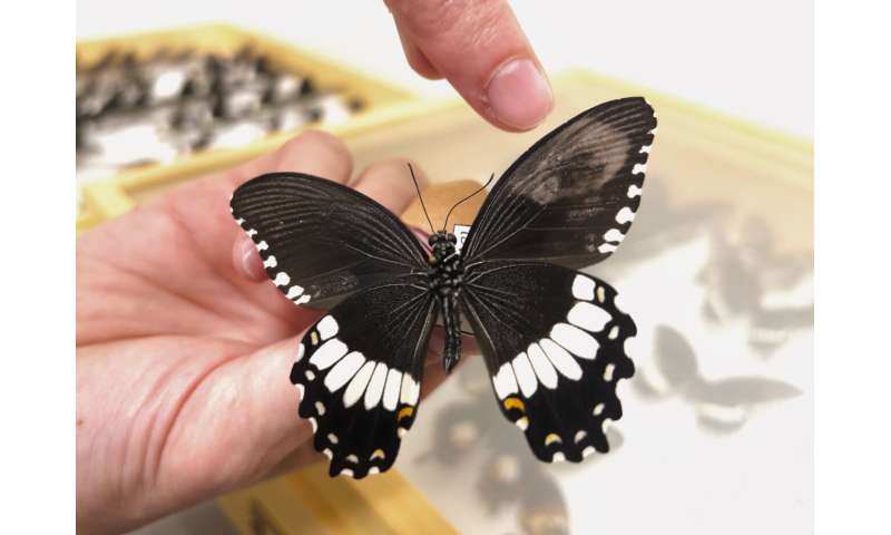 Secrets of the butterfly supergene that controls wing colors and patterns