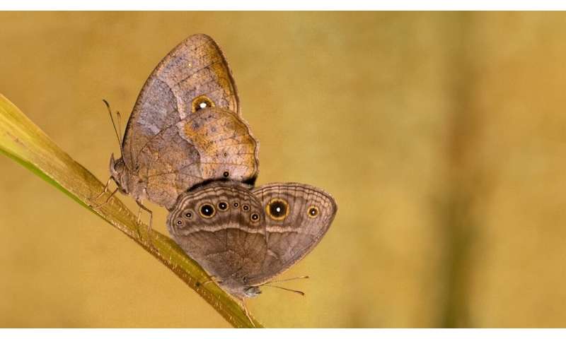 NUS study: A simple DNA switch helps tropical butterflies change wing patterns with the seasons