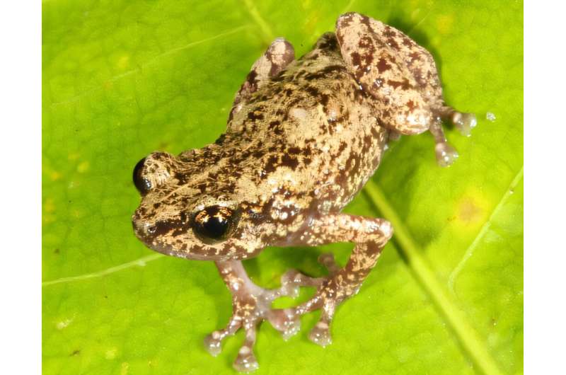 Three new species discovered on Australia's northernmost island