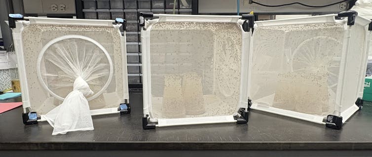 white net cubes with bugs visible inside