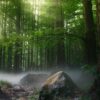 Analysis finds gaps in forest carbon offset projects, with most ...