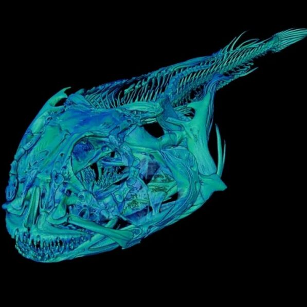Antarctic icefish rewired their skulls to win an evolutionary arms ...