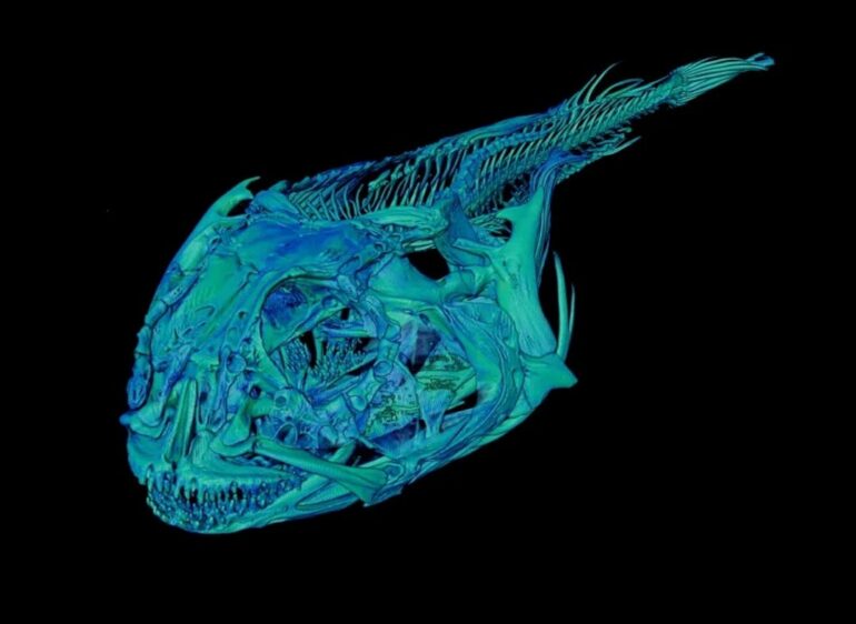 Antarctic icefish rewired their skulls to win an evolutionary arms ...
