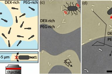 Bacterial motility helps uncover how self-propelled particles ...