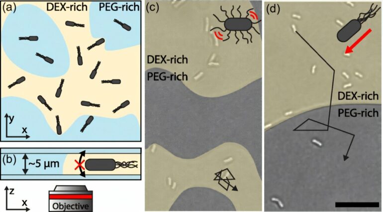 Bacterial motility helps uncover how self-propelled particles ...