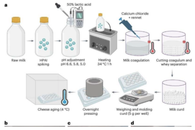 Bird flu persists in raw milk cheese, study demonstrates | The ...
