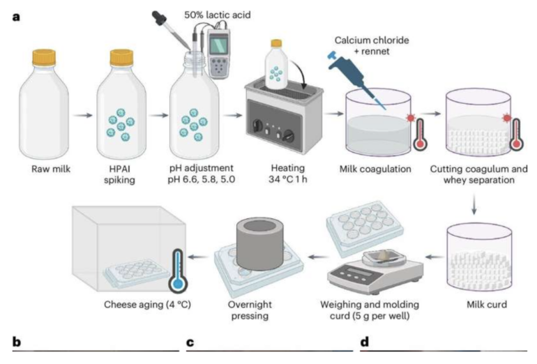 Bird flu persists in raw milk cheese, study demonstrates | The ...
