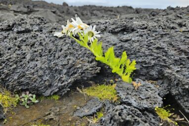 Bird-mediated plant colonization overturns long-held assumptions ...