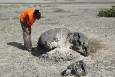 Coral skeletons left by a medieval tsunami whisper a warning for ...