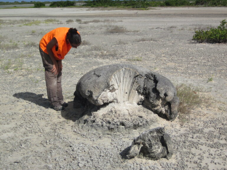 Coral skeletons left by a medieval tsunami whisper a warning for ...