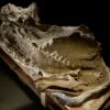 Here's how dinosaur 'mummies' are helping scientists solve fossil ...