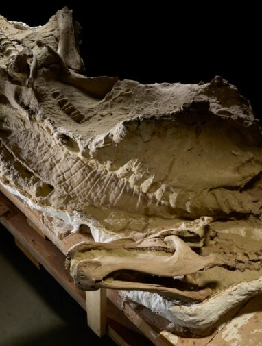 Here's how dinosaur 'mummies' are helping scientists solve fossil ...