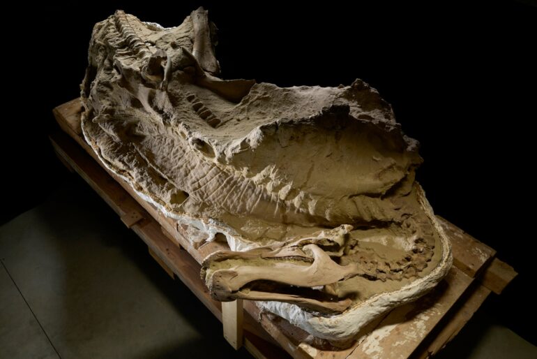 Here's how dinosaur 'mummies' are helping scientists solve fossil ...