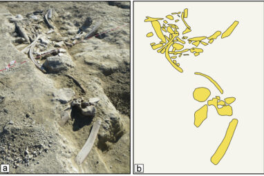 Early humans butchered elephants using small tools then made big ...