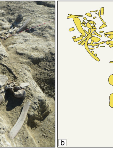 Early humans butchered elephants using small tools then made big ...