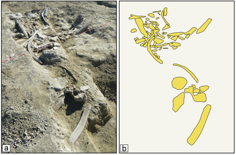 Early humans butchered elephants using small tools then made big ...