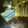 Engineers create first artificial neurons that could directly ...
