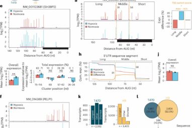 Epigenetic changes help cells adapt to low oxygen levels, study ...