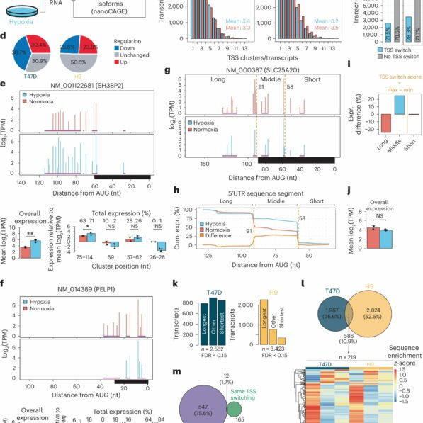 Epigenetic changes help cells adapt to low oxygen levels, study ...