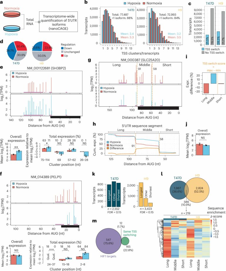 Epigenetic changes help cells adapt to low oxygen levels, study ...