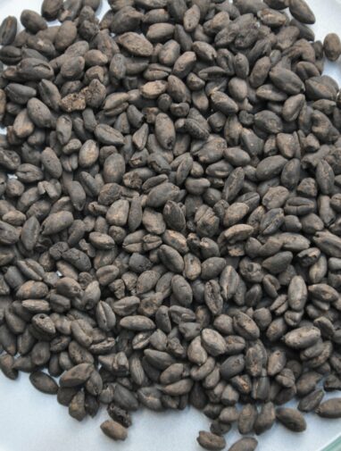 Farmers were already diversifying cereal cultivation in the early ...