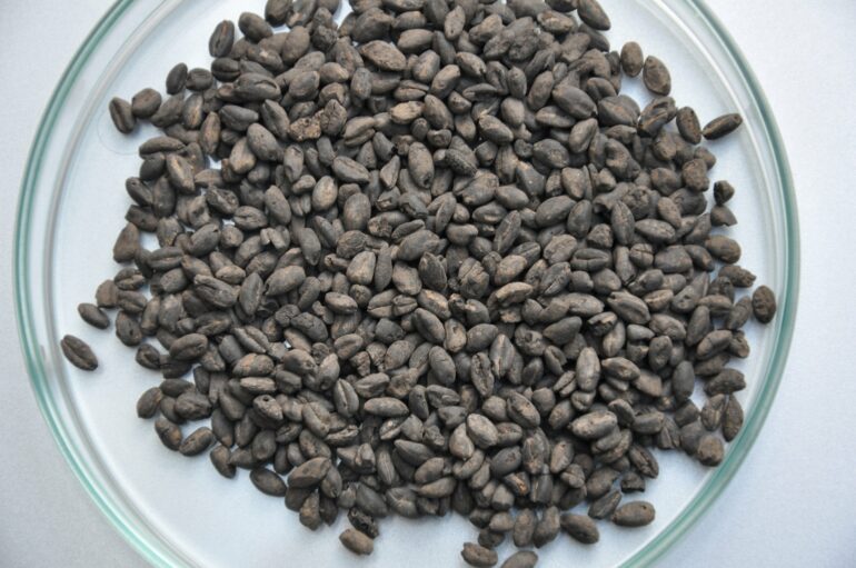 Farmers were already diversifying cereal cultivation in the early ...