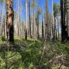 Fire provides long-lasting benefits to bird populations in Sierra ...