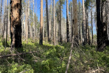 Fire provides long-lasting benefits to bird populations in Sierra ...