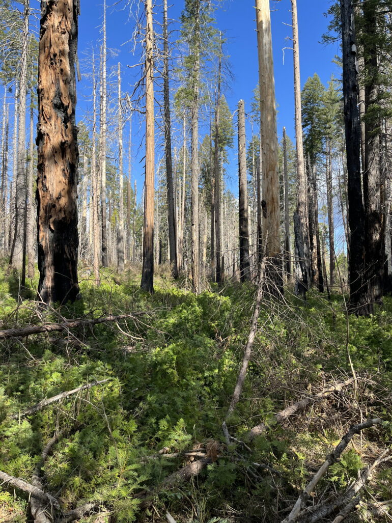 Fire provides long-lasting benefits to bird populations in Sierra ...