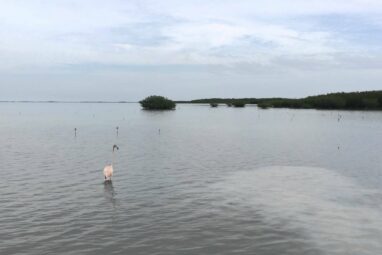 Flamingos are making a home in Florida again after 100 years – an ...