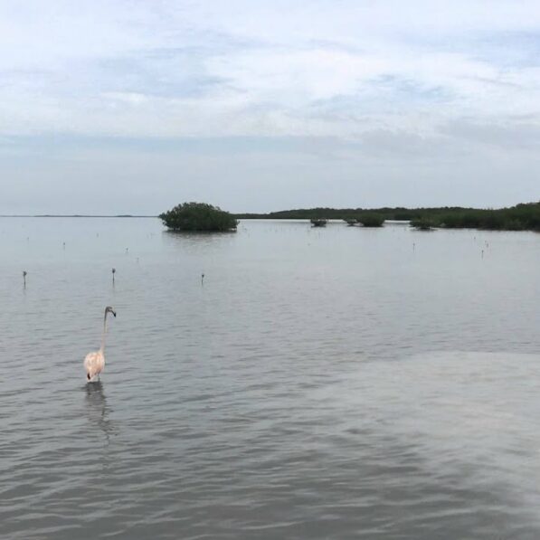 Flamingos are making a home in Florida again after 100 years – an ...