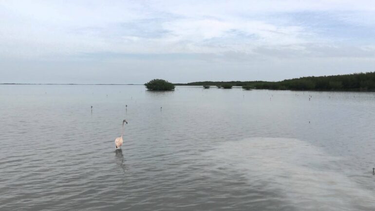 Flamingos are making a home in Florida again after 100 years – an ...