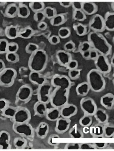 High-performance supercapacitor made from upcycled water bottles