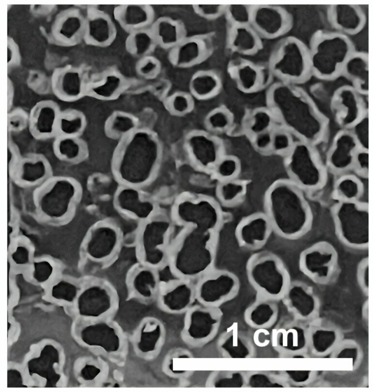 High-performance supercapacitor made from upcycled water bottles