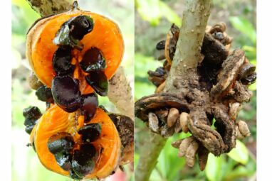 Introduced animals change how island plants spread, global study finds