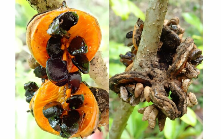 Introduced animals change how island plants spread, global study finds