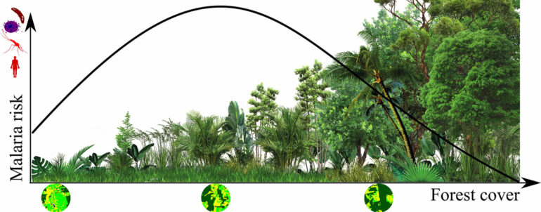 Malaria risk in the Amazon found to be higher in regions with ...