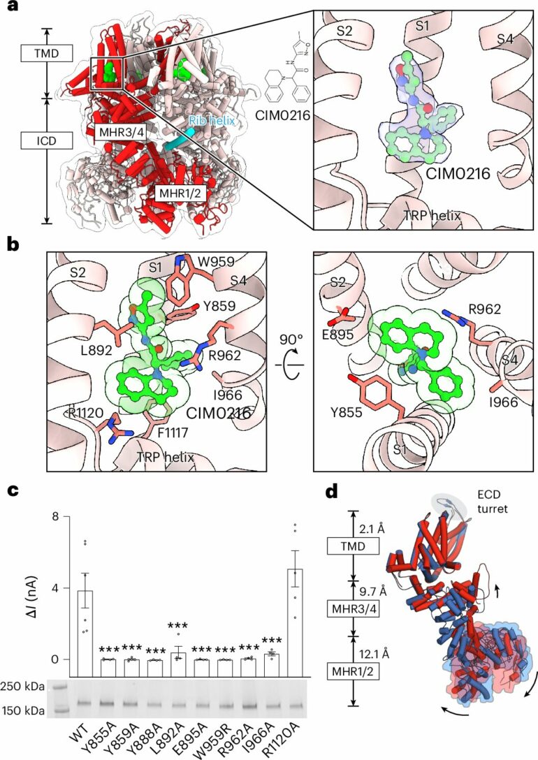 Molecular snapshots reveal how the body knows it's too hot